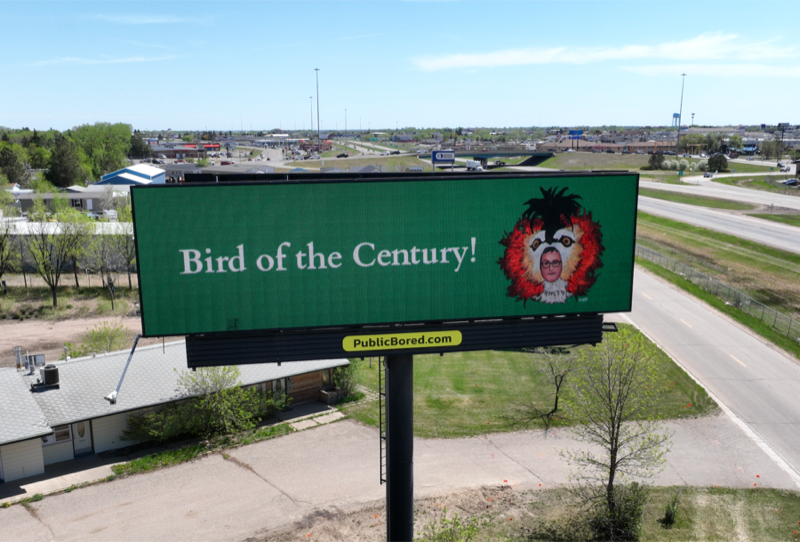 Digital art of John Oliver (host of Last Week Tonight with John Oliver) wearing a Pūteketeke (Bird of the Century 2023) Costume on The Public Bored 48-foot billboard.